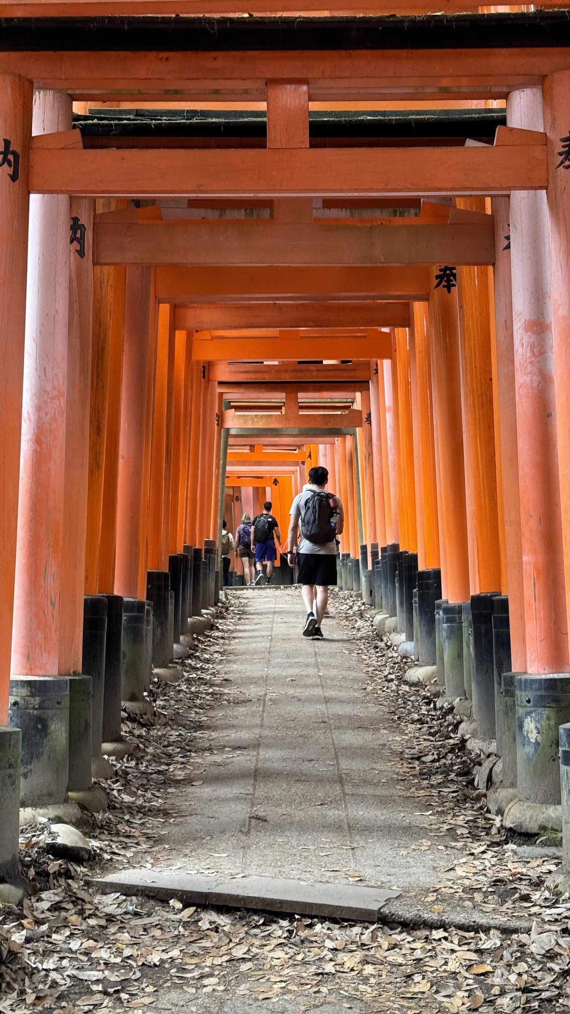 Wooden shrine pavilion with traditional Japanese architecture among tall trees, Kyoto