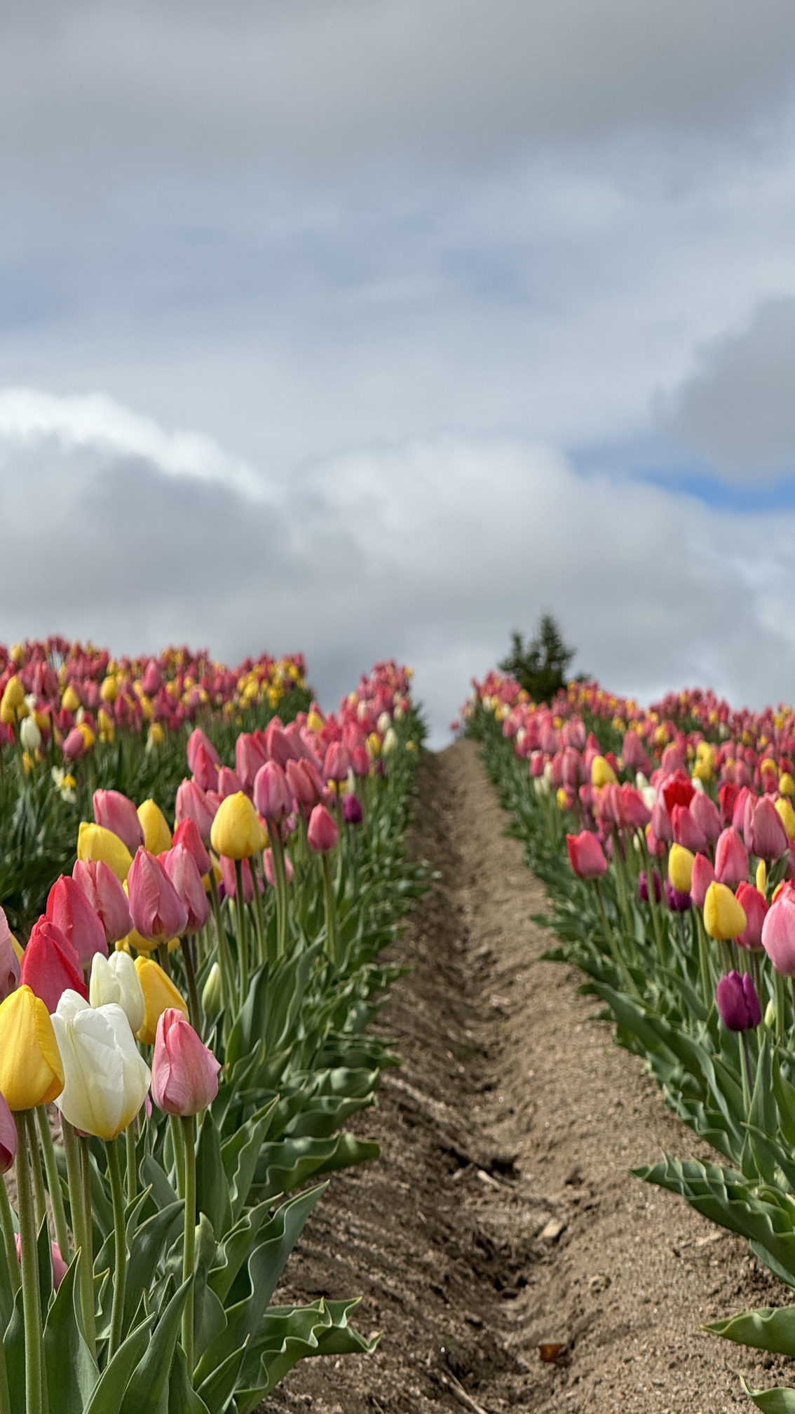Shikisai Hill flower park with rows of colorful tulips and marigolds in spring