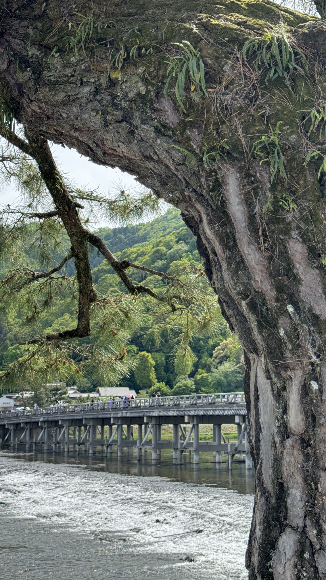 Togetsukyo Bridge spanning river with autumn trees and mountain backdrop, Arashiyama