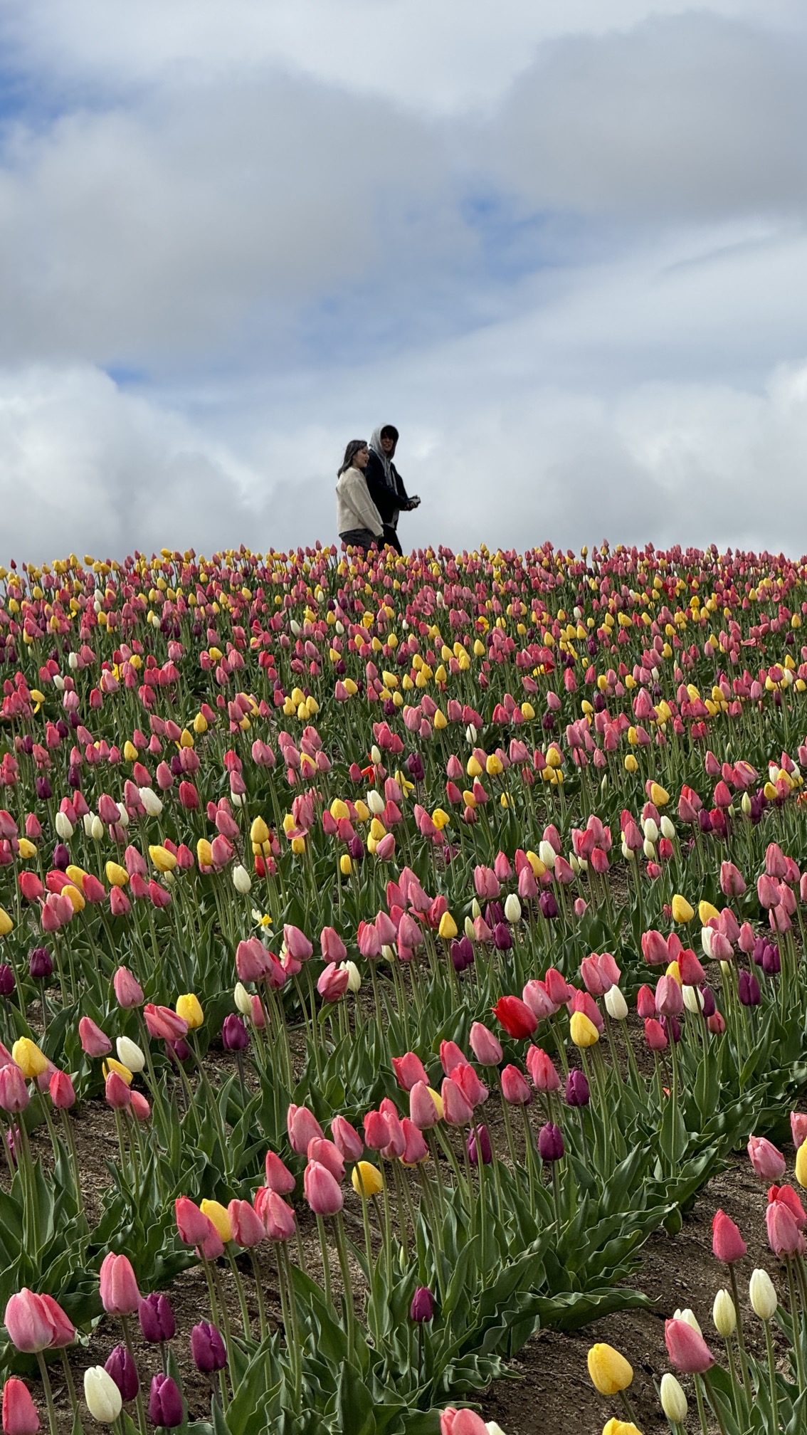 Rolling flower hill bursting with purple, pink, and orange cultivated blooms, Shikisai
