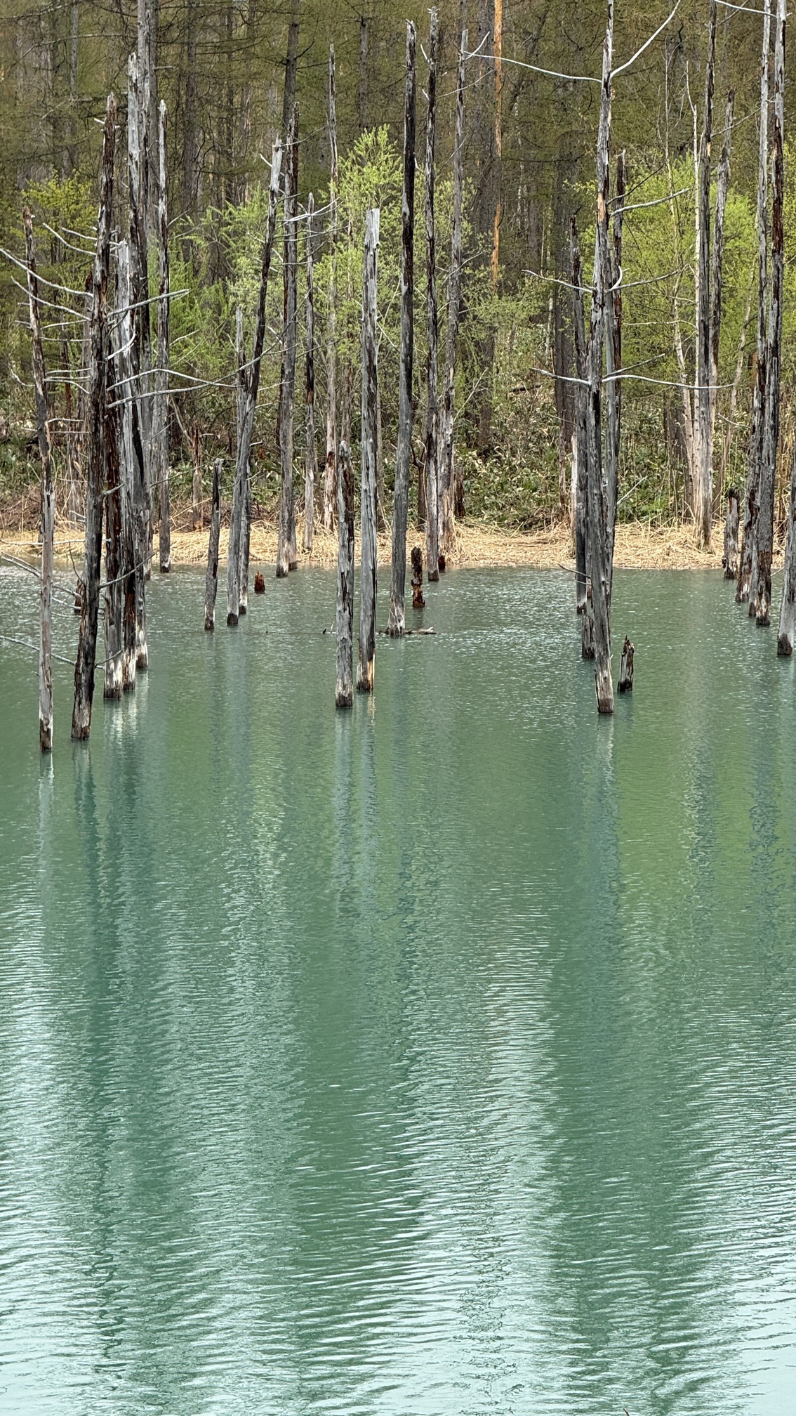 Stunning blue geothermal lagoon with mineral-rich crystalline waters, Hokkaido