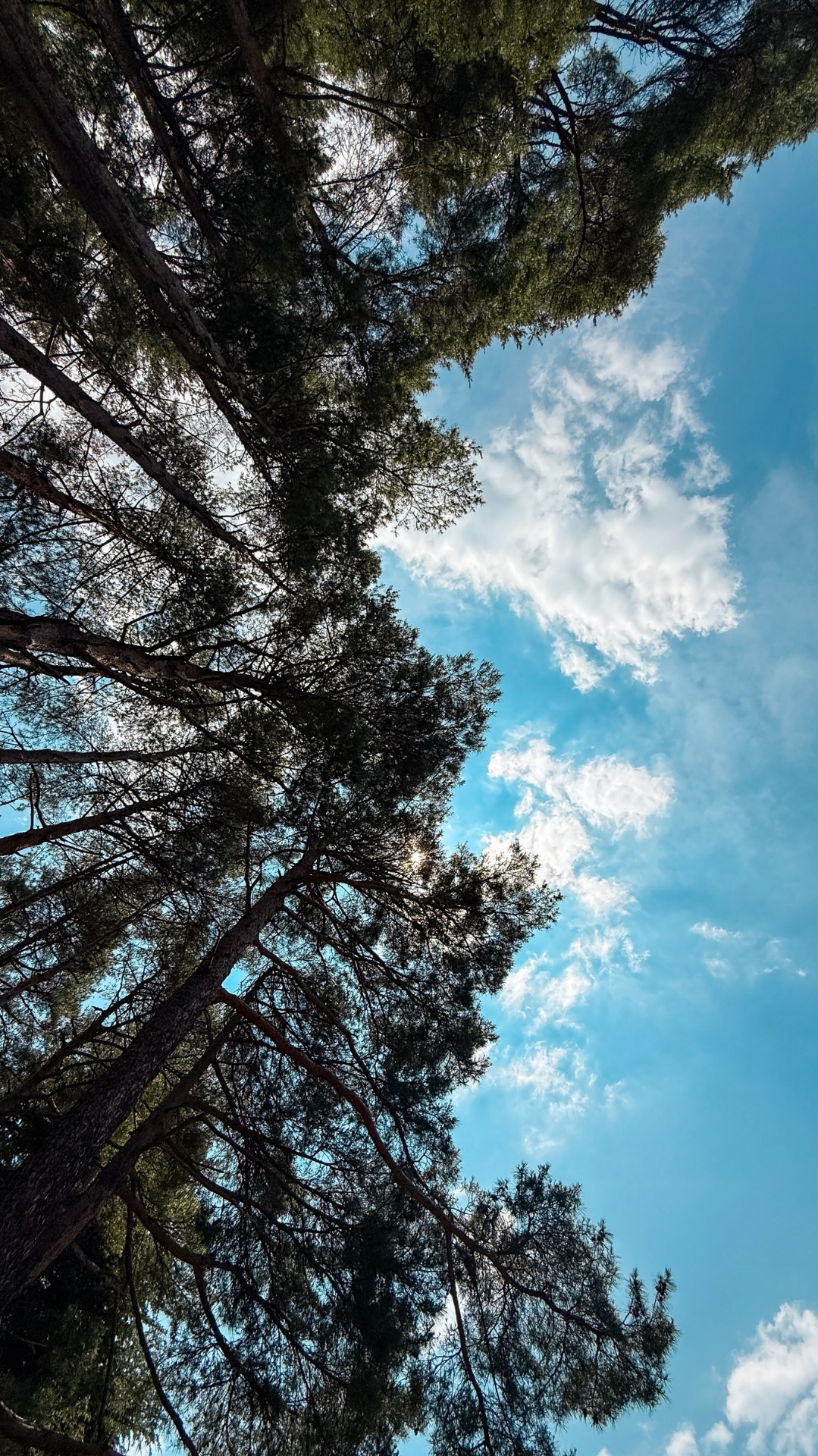 Looking up at towering cedar trees from the Chureito Pagoda pathway