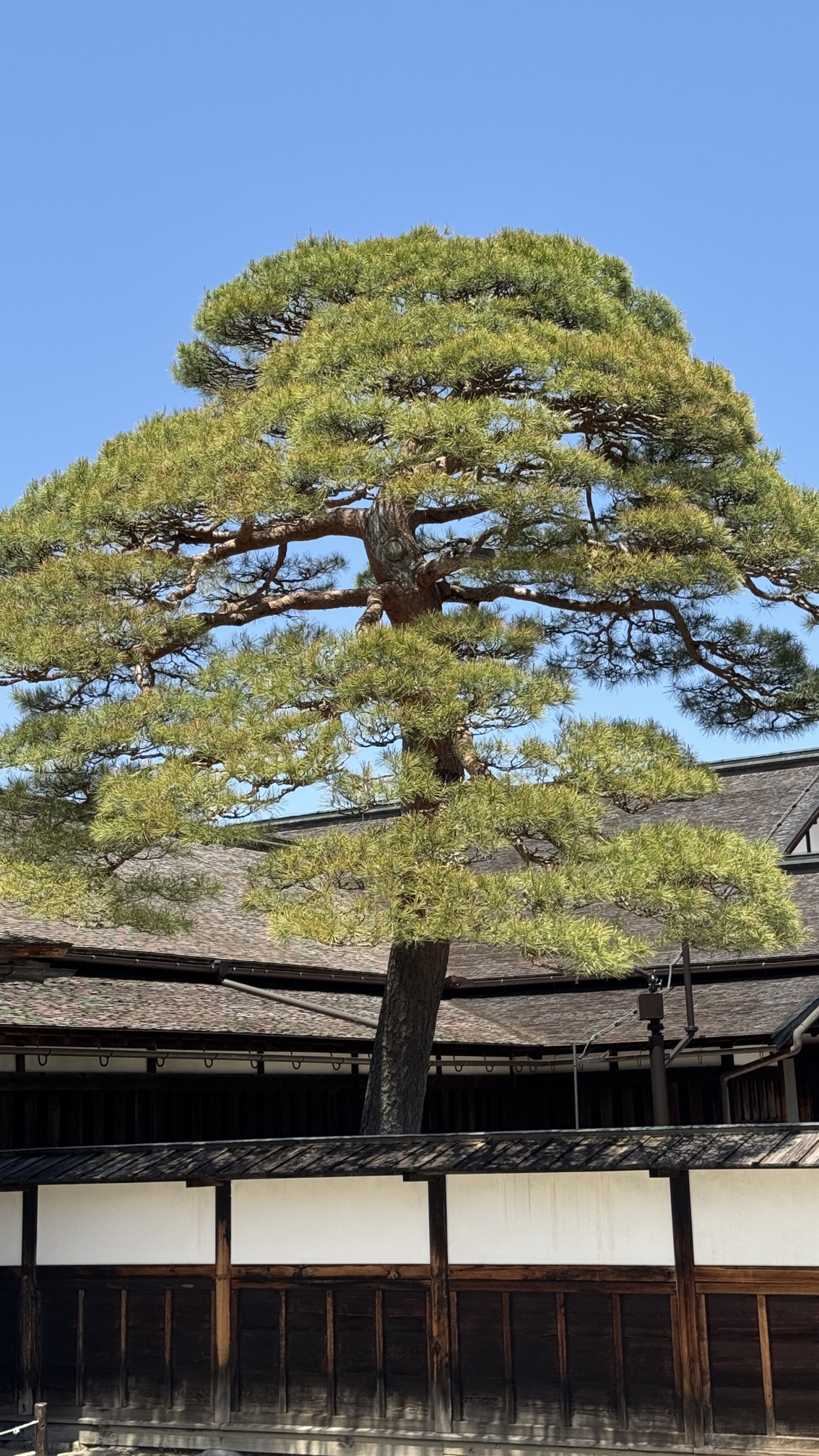 Historic shrine entrance with red painted wood and mountain forest backdrop, Takayama