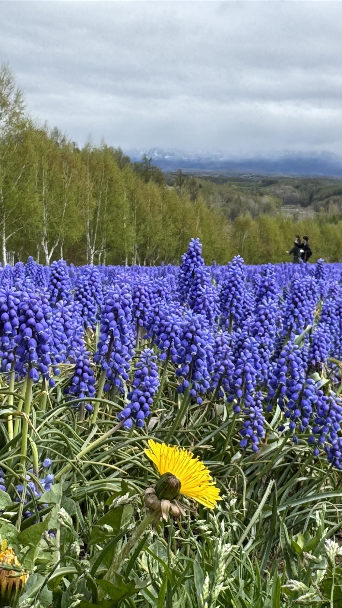 Expansive flower garden with multi-colored cultivated blossoms and forested backdrop