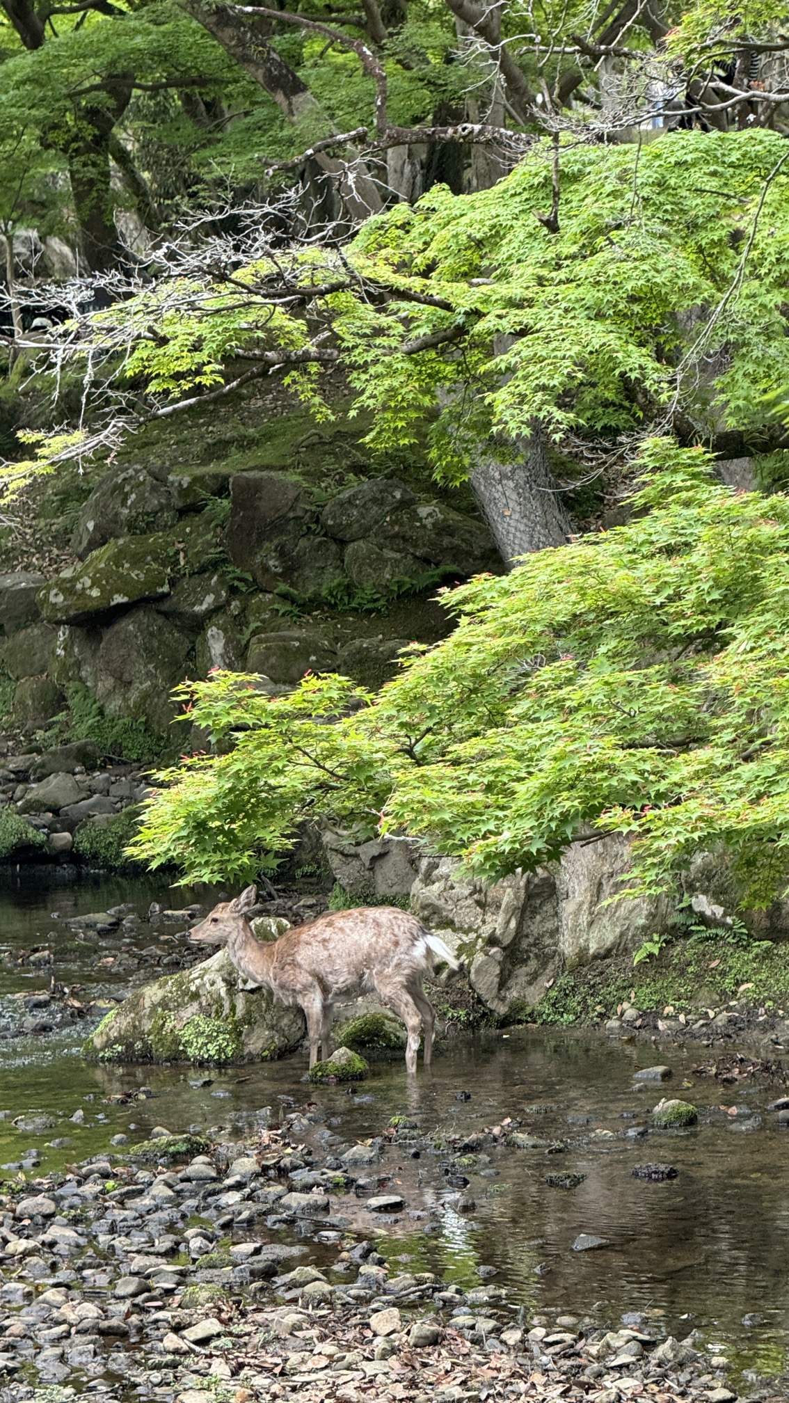 Sika deer standing in forest stream with moss-covered rocks, Nara
