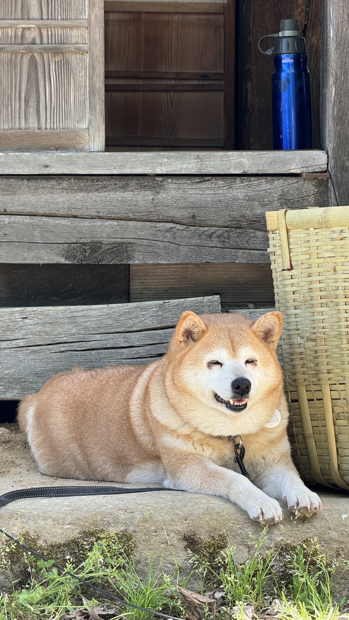 Shiba Inu dog resting peacefully at traditional Japanese inn entrance, Takayama