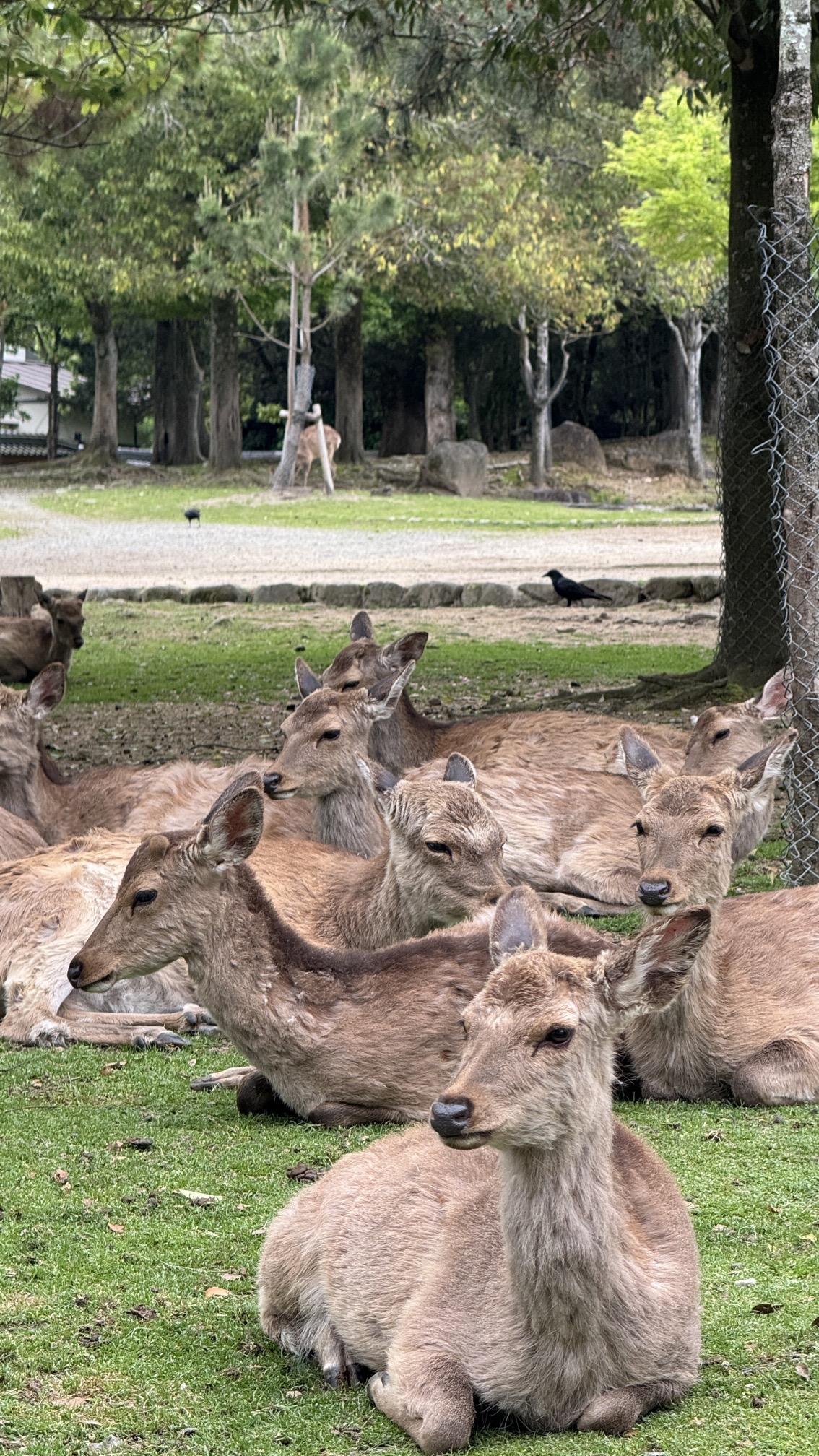 Sacred sika deer resting peacefully on grass in Nara Park