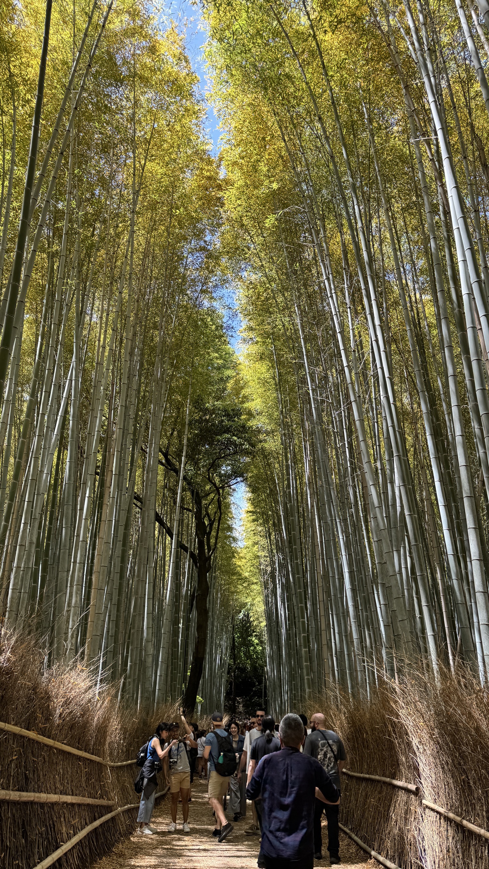 Dense bamboo forest with towering stalks creating dappled light patterns, Arashiyama