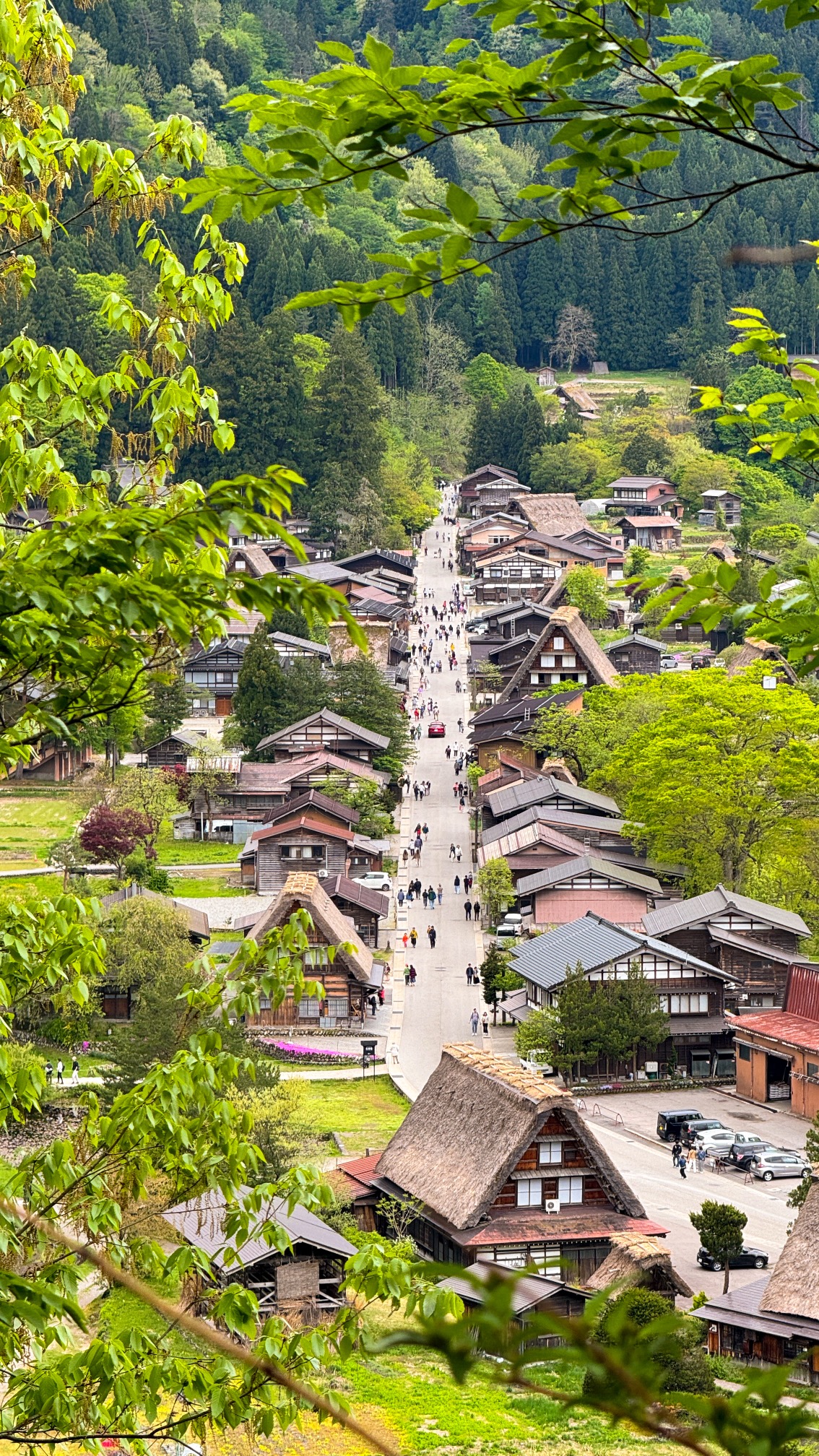 Preserved UNESCO village with multiple thatched-roof farmhouses surrounded by forest