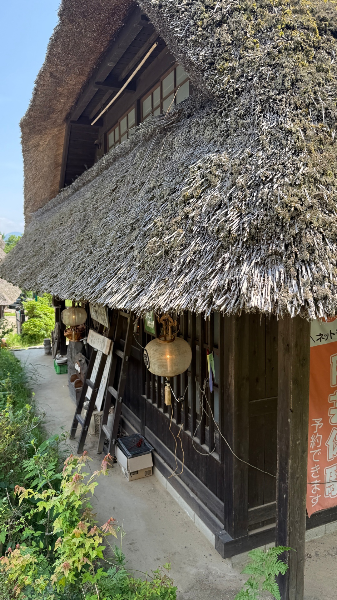 Close-up of a mossy thatched roof at Saiko Iyashi no Sato