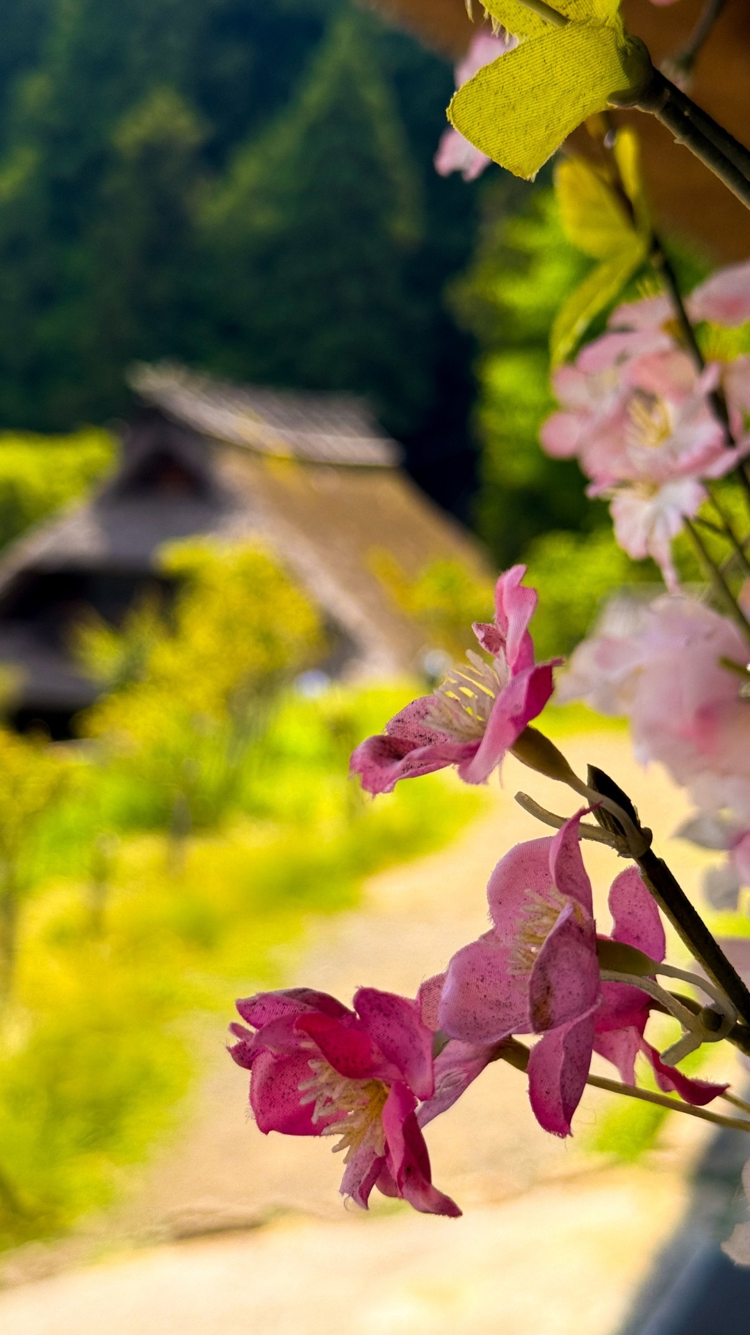 Pink blossoms framing a thatched-roof house at Saiko Iyashi no Sato