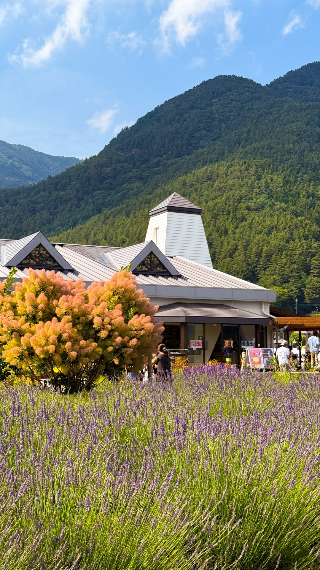 Oishi Park visitor centre with lavender field and mountain backdrop