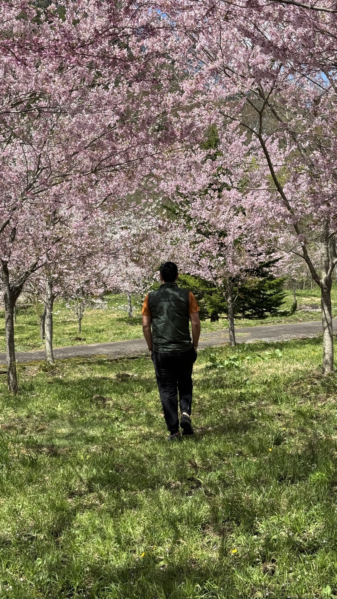 Person jogging through cherry blossom canopy with pink flowers overhead, spring Gifu